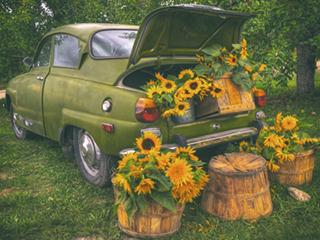 Sunflowers in car trunk